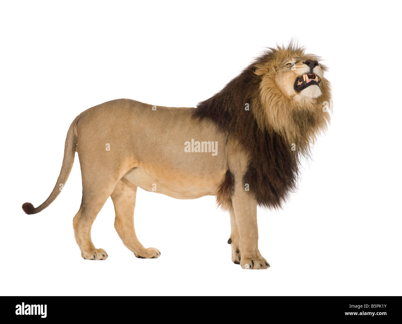 Lion 4 ans et demi, Panthera leo devant un fond blanc Banque D'Images