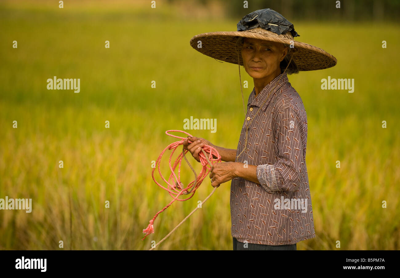 Une vieille femme chinoise portant un chapeau traditionnel travaille sur le champ de riz près de la rivière Yulong, dans la province du Guangxi, Chine Banque D'Images