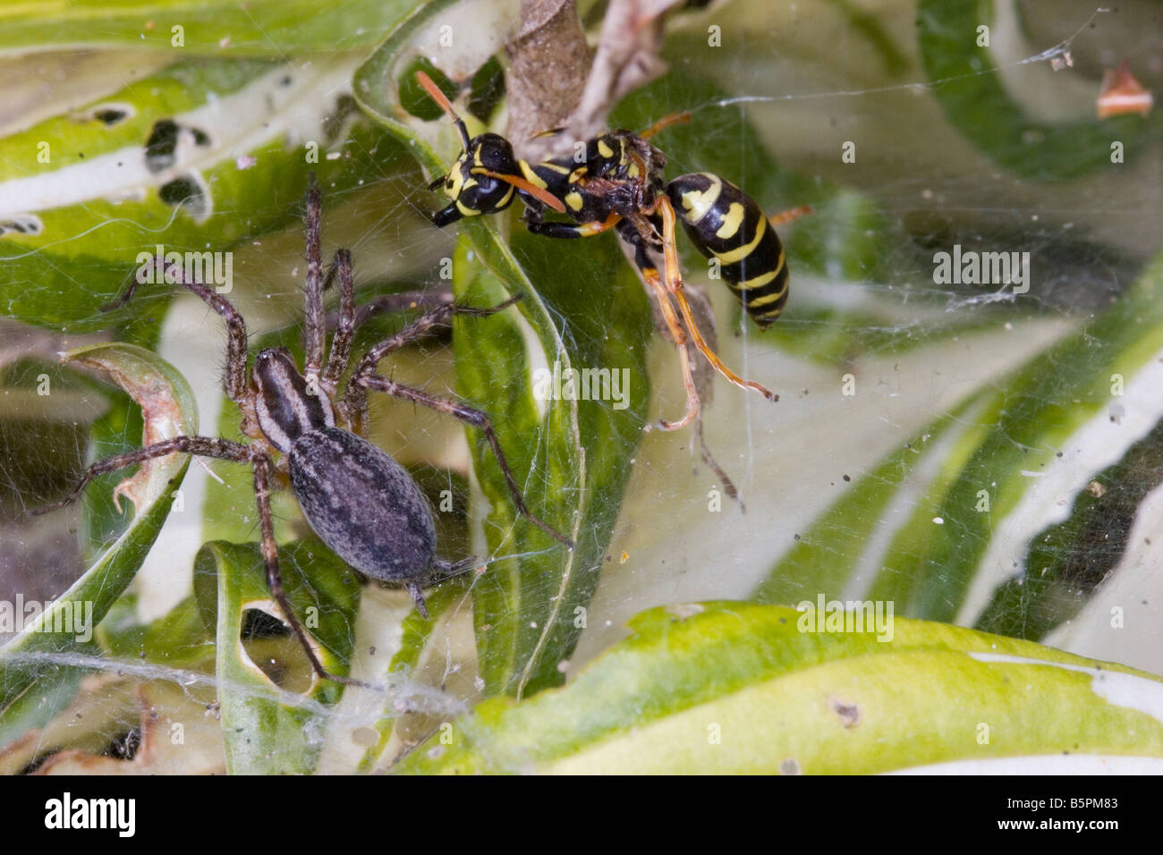 L'araignée et insectes wasp dans une bataille d'araignée, prédateur et proie lutte pour la survie. L'une des 4 images Banque D'Images