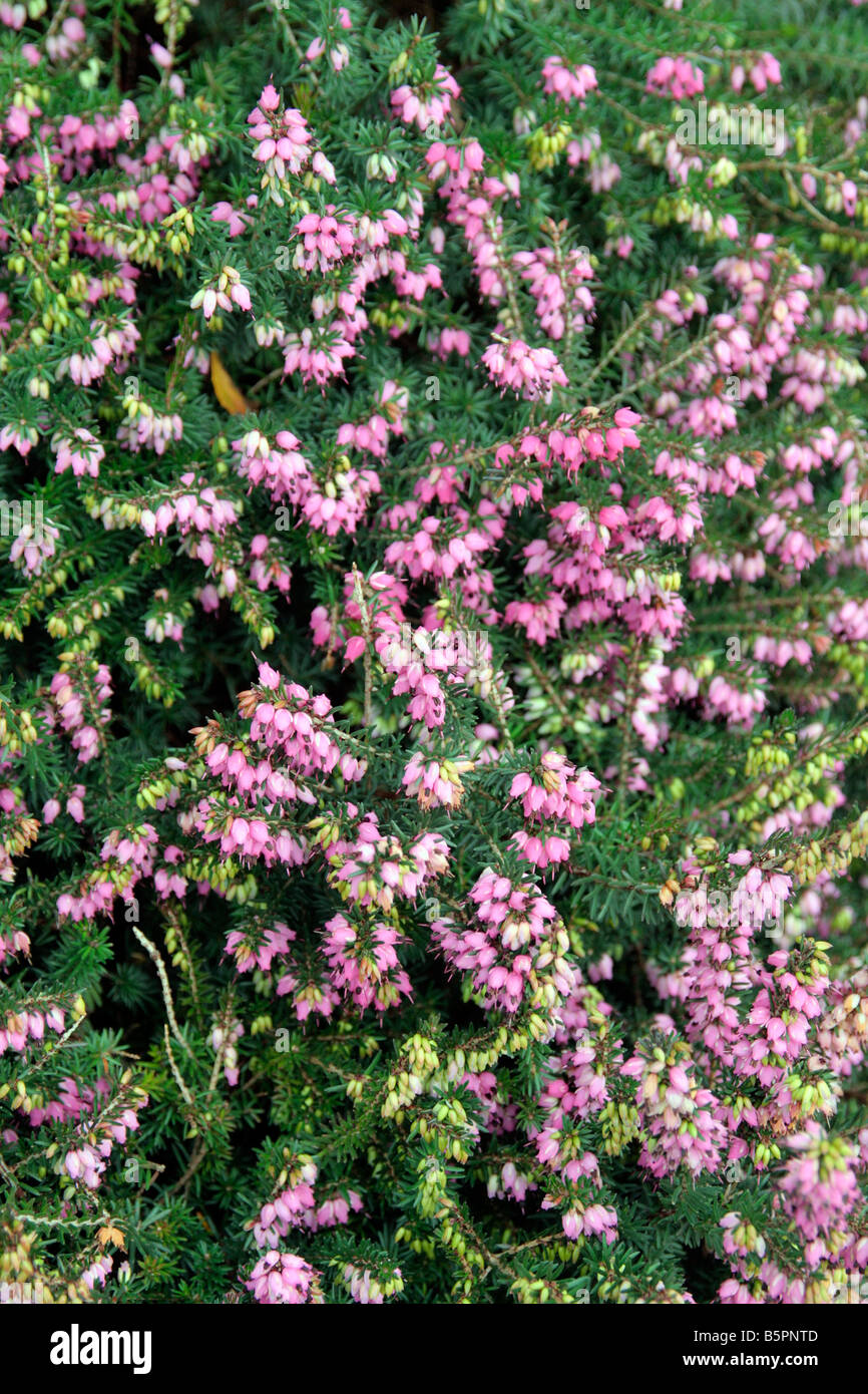 ERICA X DARLEYENSIS Banque D'Images