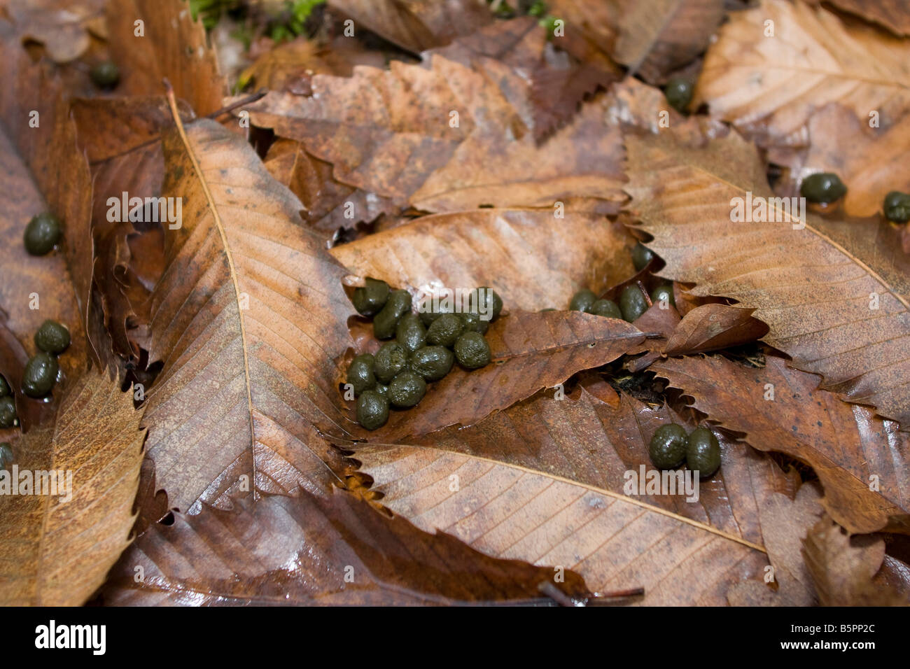Des excréments sur le sol les feuilles d'automne dans les bois en Périgord près de la Bachellerie, Dordogne France. 87697 crottes horizontale Banque D'Images