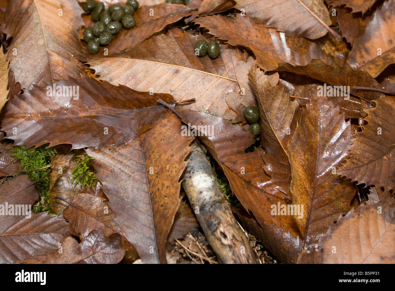 Des excréments sur le sol les feuilles d'automne dans les bois en Périgord près de la Bachellerie, Dordogne France. 87696 crottes horizontale Banque D'Images