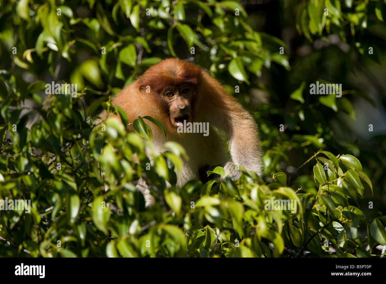 Les jeunes singes Proboscis assis sur un arbre dans le PN de Tanjung Puting à Bornéo Banque D'Images