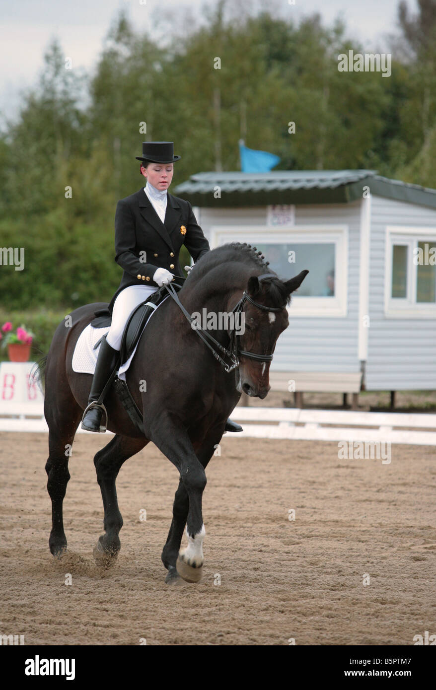 Femme à l'arrière du cavalier de dressage de chevaux hanovriens en trot Banque D'Images