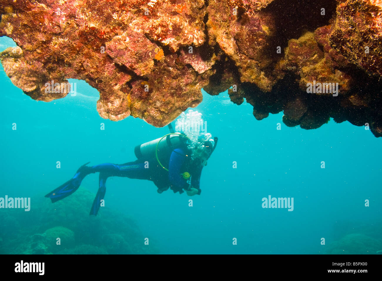 Seule la plongée autonome et de corail de grande barrière de corail en Australie Banque D'Images