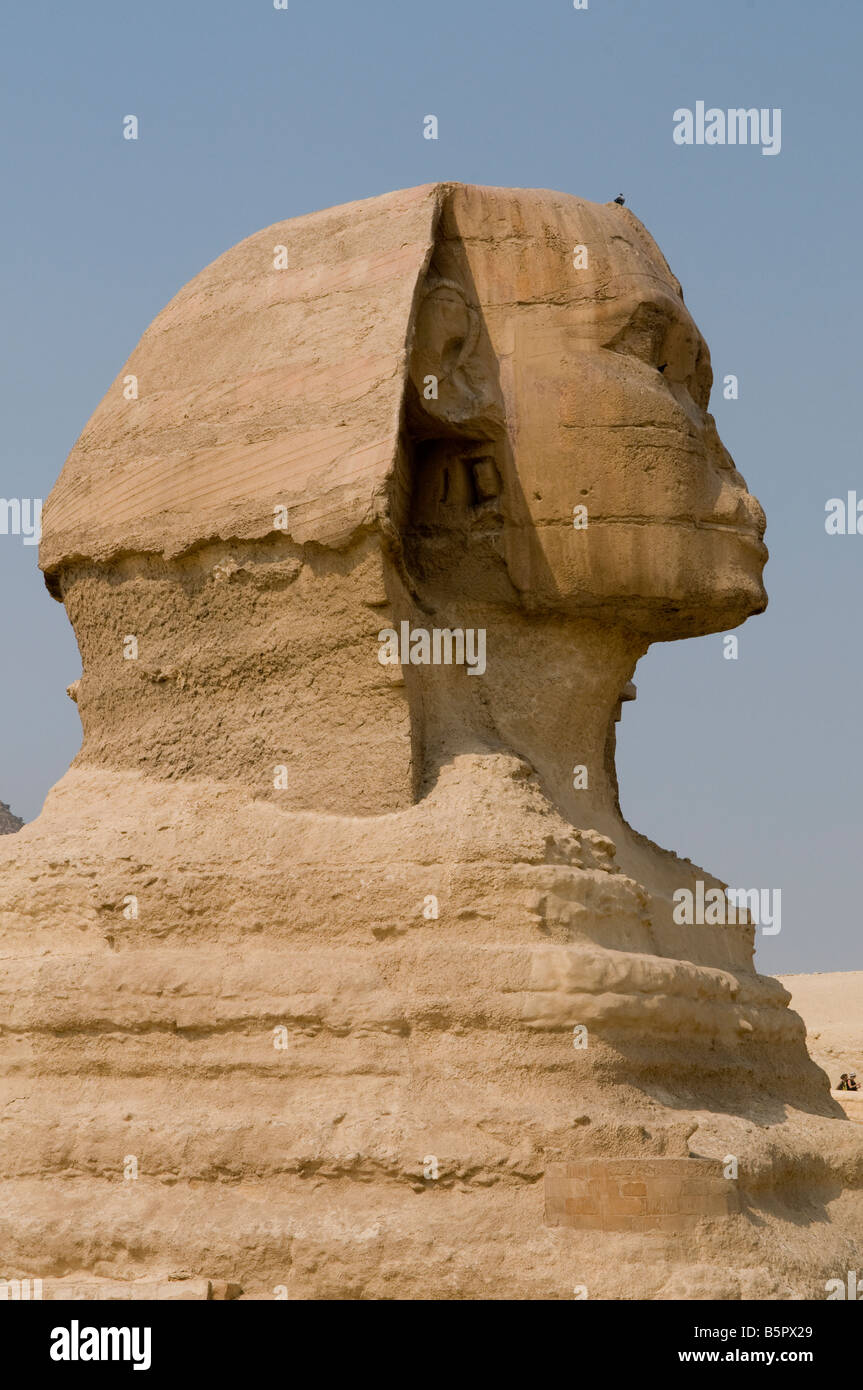 Le grand Sphinx de Gizeh, aurait été construite par les anciens Égyptiens de l'Ancien Empire, sous le règne du Pharaon Khafré Caire Egypte Banque D'Images