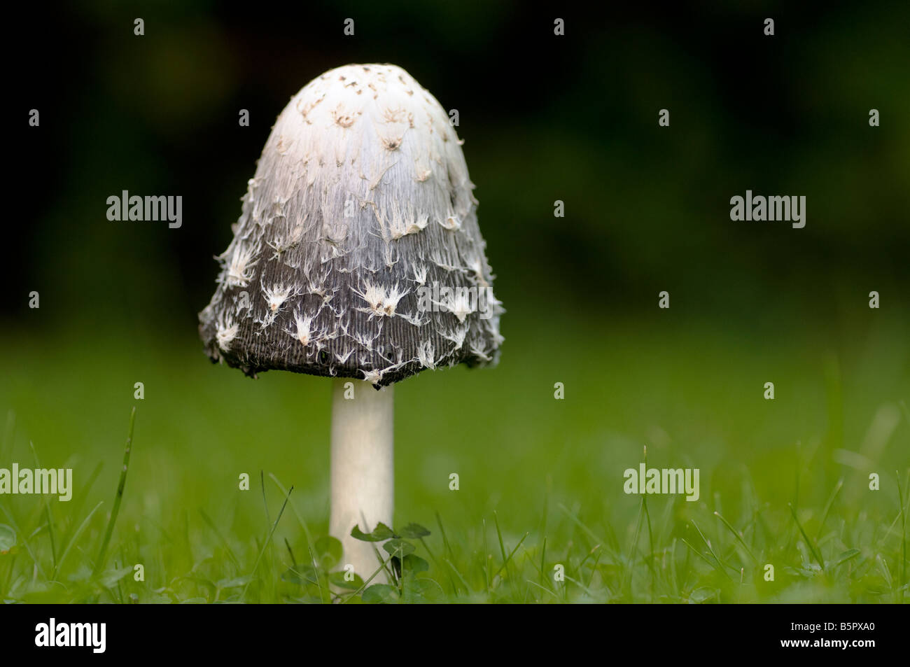 Inkcap hirsute, champignon Coprinus comatus Banque D'Images