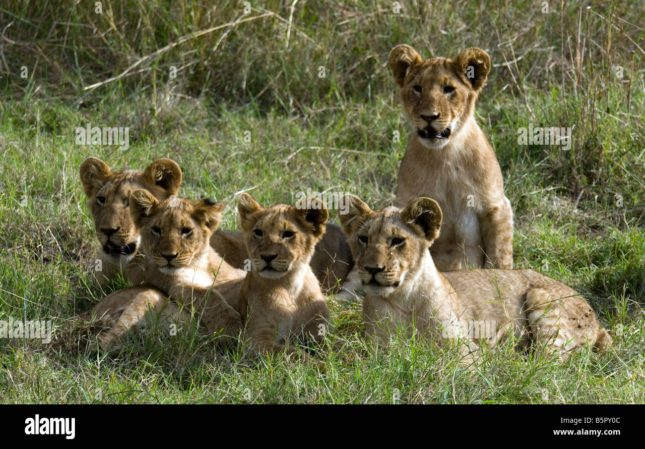 Marsh des lionceaux regardant un avion qui m'en terres dans la réserve de Masai Mare Banque D'Images