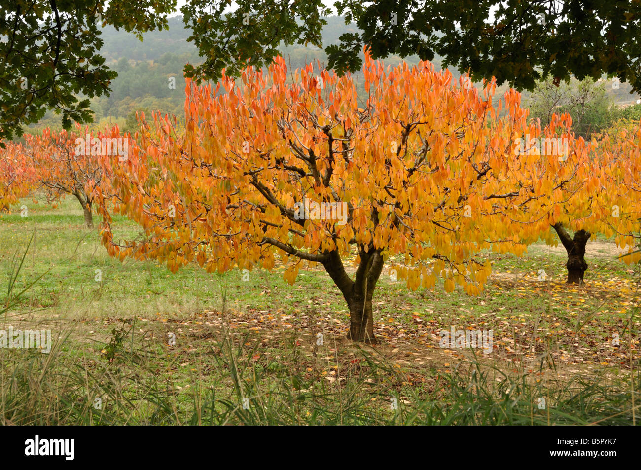 Cerisier d'automne près de Bonnieux Provence France Banque D'Images