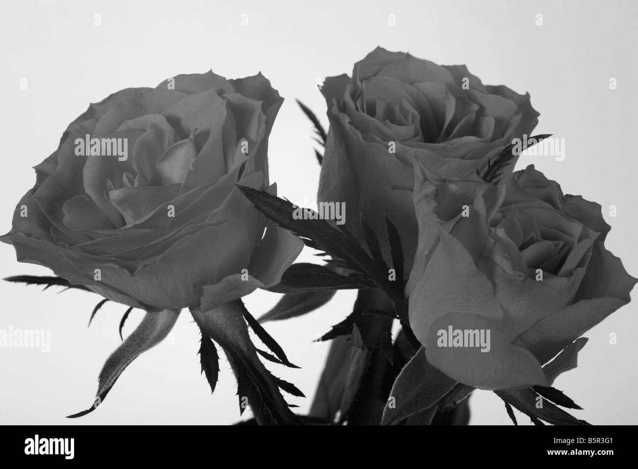 '3 roses rouges' monochrome Banque D'Images