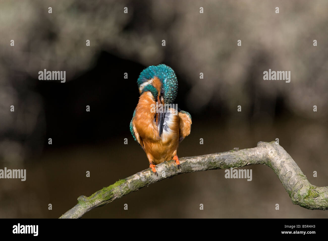 Kingfisher Alcedo atthis se lissant les plumes Banque D'Images