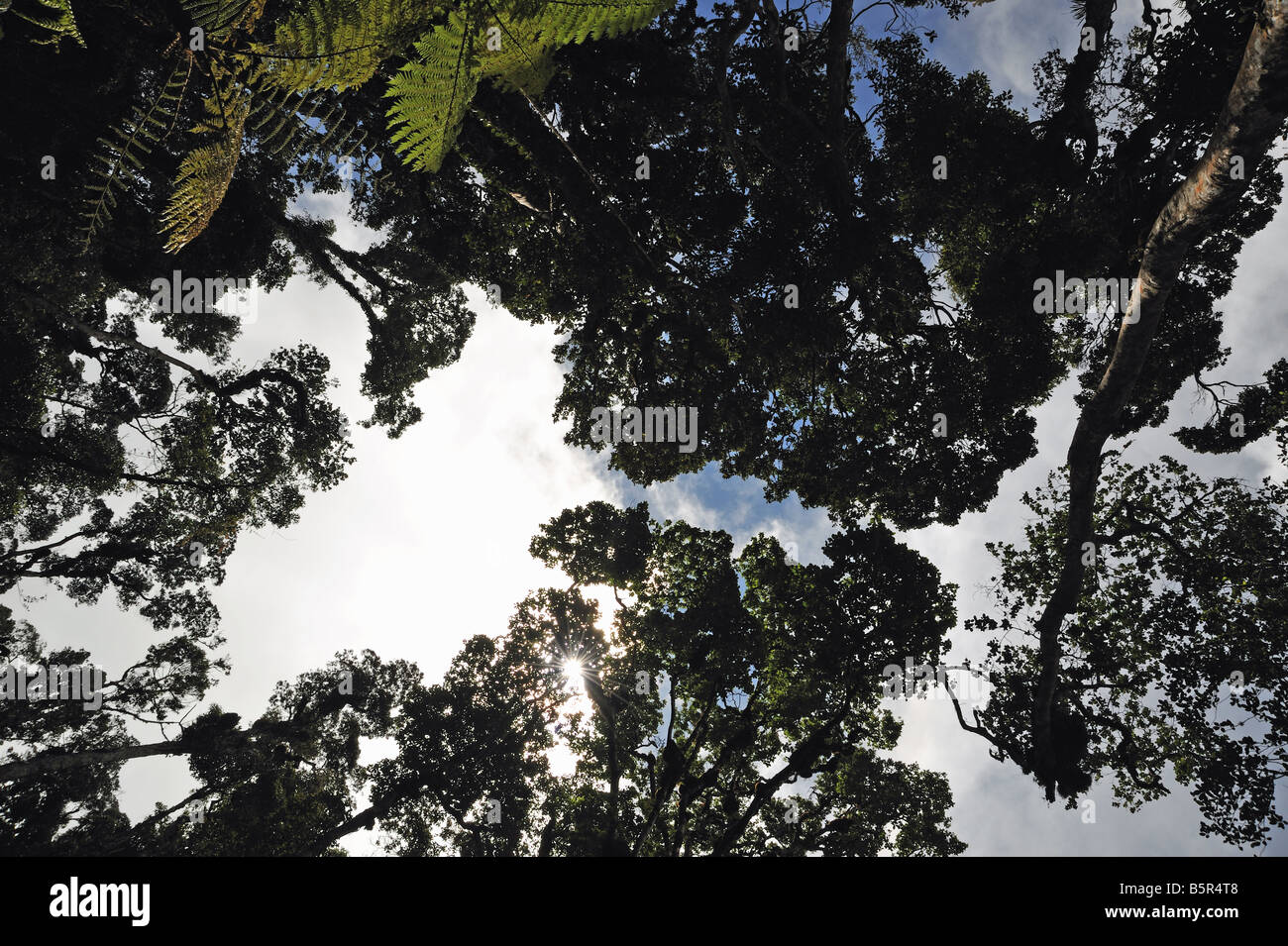 De voir le ciel à travers les arbres de la canopée sur le sentier du sommet du Mont Kinabalu, Sabah, Malaisie Banque D'Images
