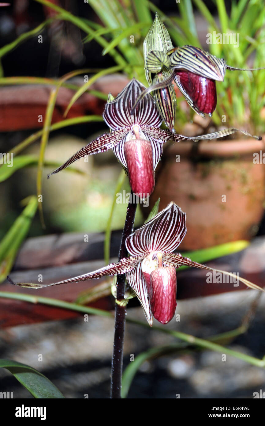 De rares orchidées Paphiopedilum rothschildianum (montagne) dans le Mont Kinabalu Botanical Garden Banque D'Images