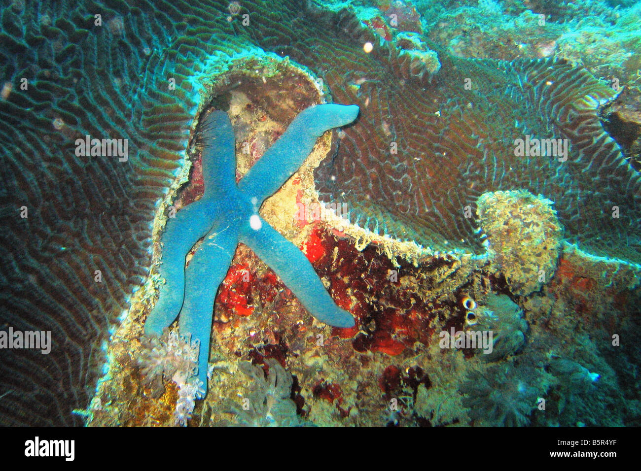 Étoile de mer bleu situé sur le corail, Lankayan Island Banque D'Images