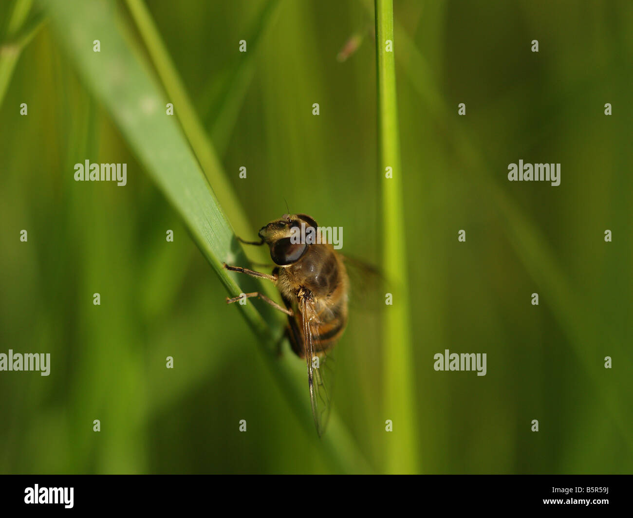 Hoverfly-Syrphidae Banque D'Images