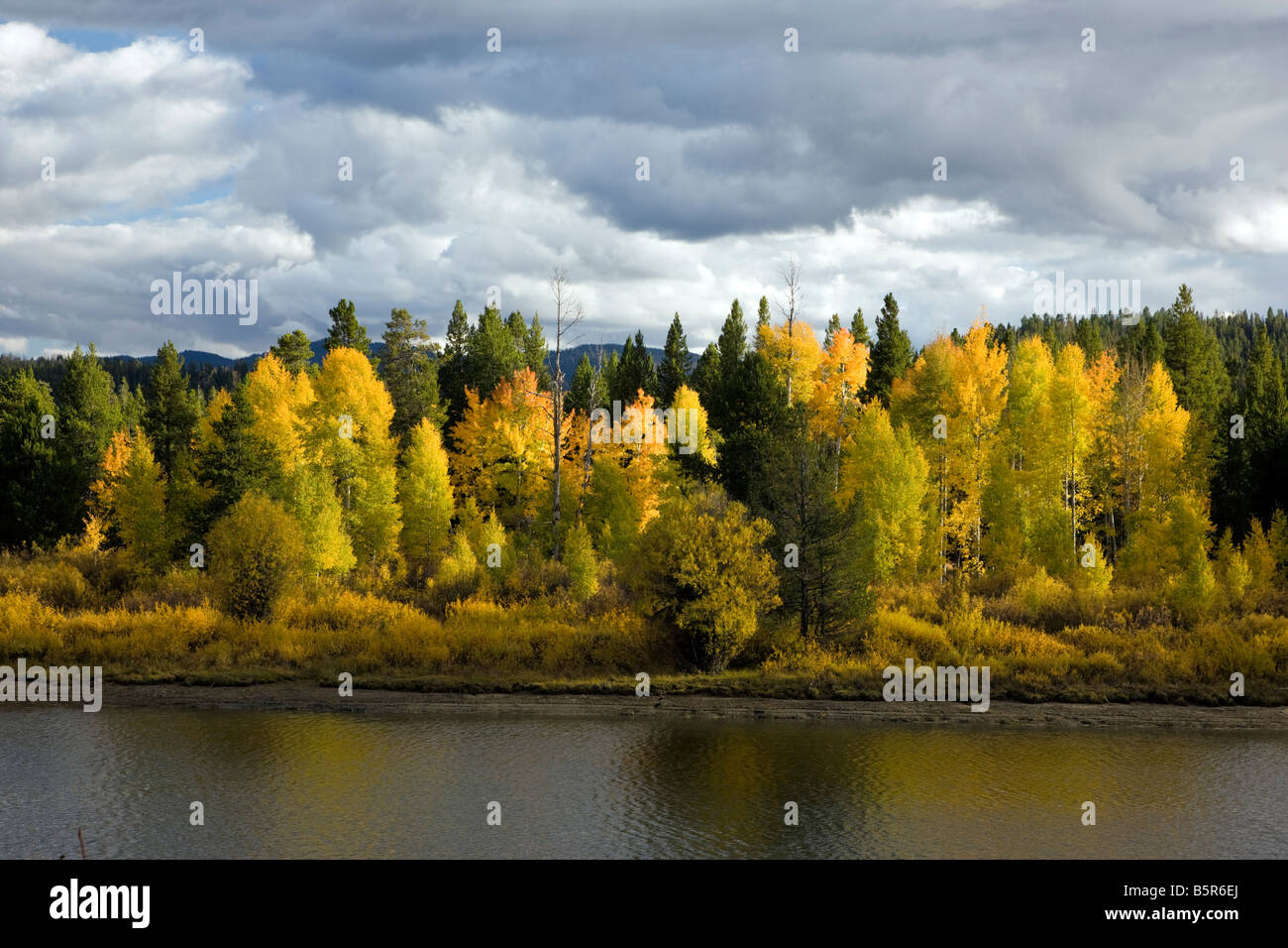 Trembles doré avec la couleur en automne, Snake River, Oxbow Bend, Grand Teton National Park, Wyoming, USA Banque D'Images