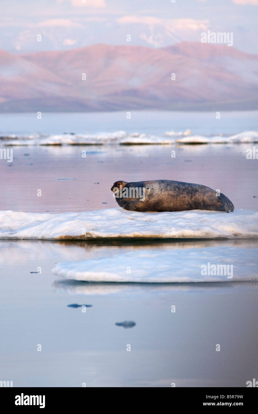 Le phoque barbu (Erignathus barbatus) des profils reposant sur un floe Banque D'Images