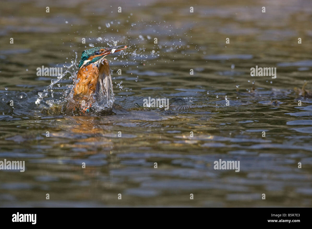 Kingfisher Alcedo atthis photo d'action de nouveaux poissons avec Kingfisher Banque D'Images