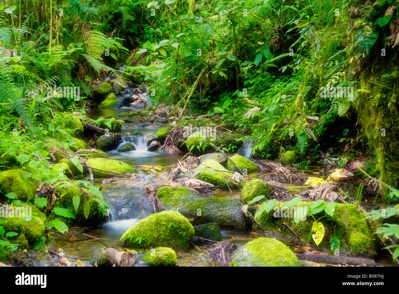 Creek dans rainforest Banque D'Images