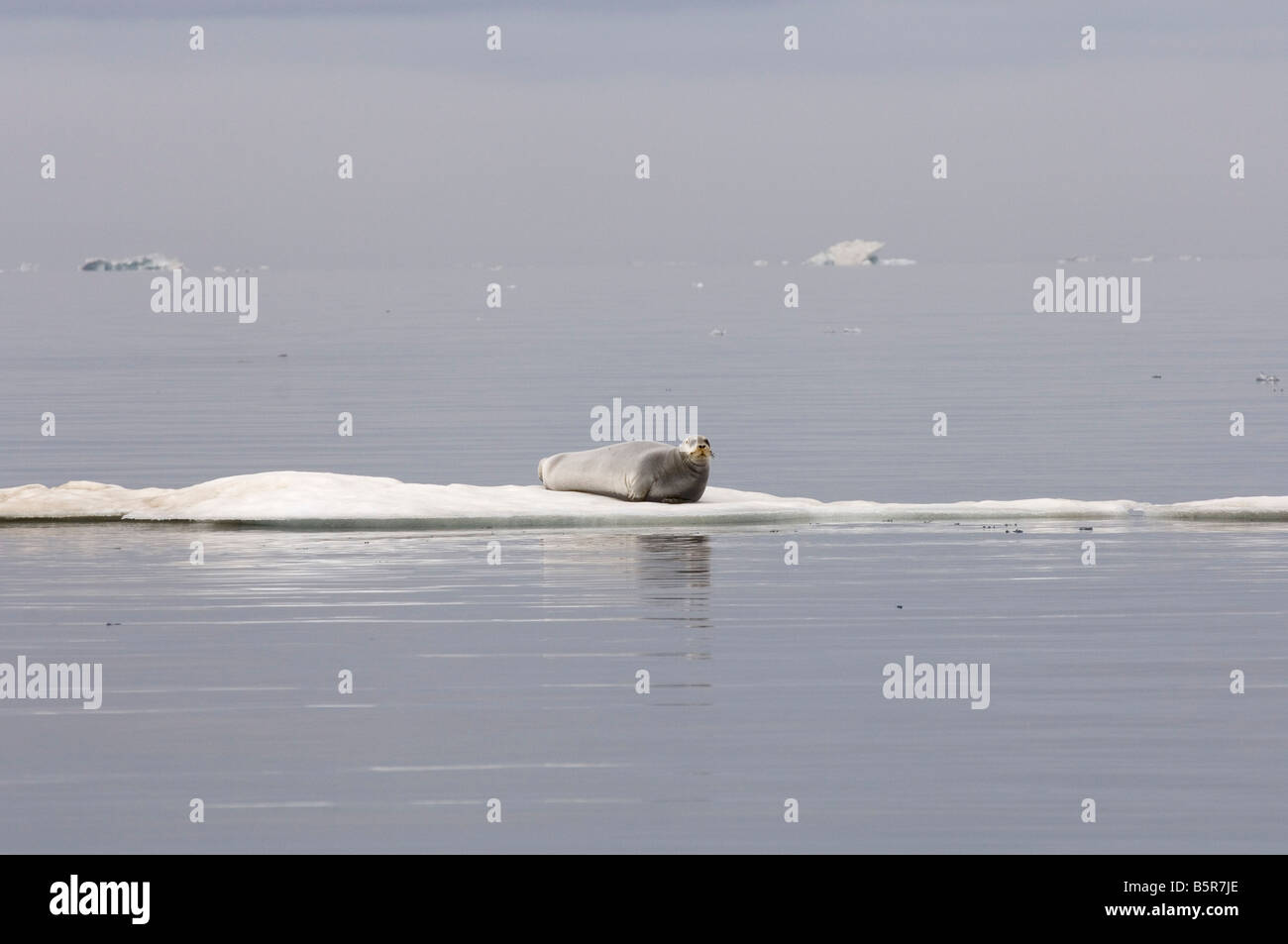 Le phoque barbu (Erignathus barbatus) des profils reposant sur un floe Banque D'Images