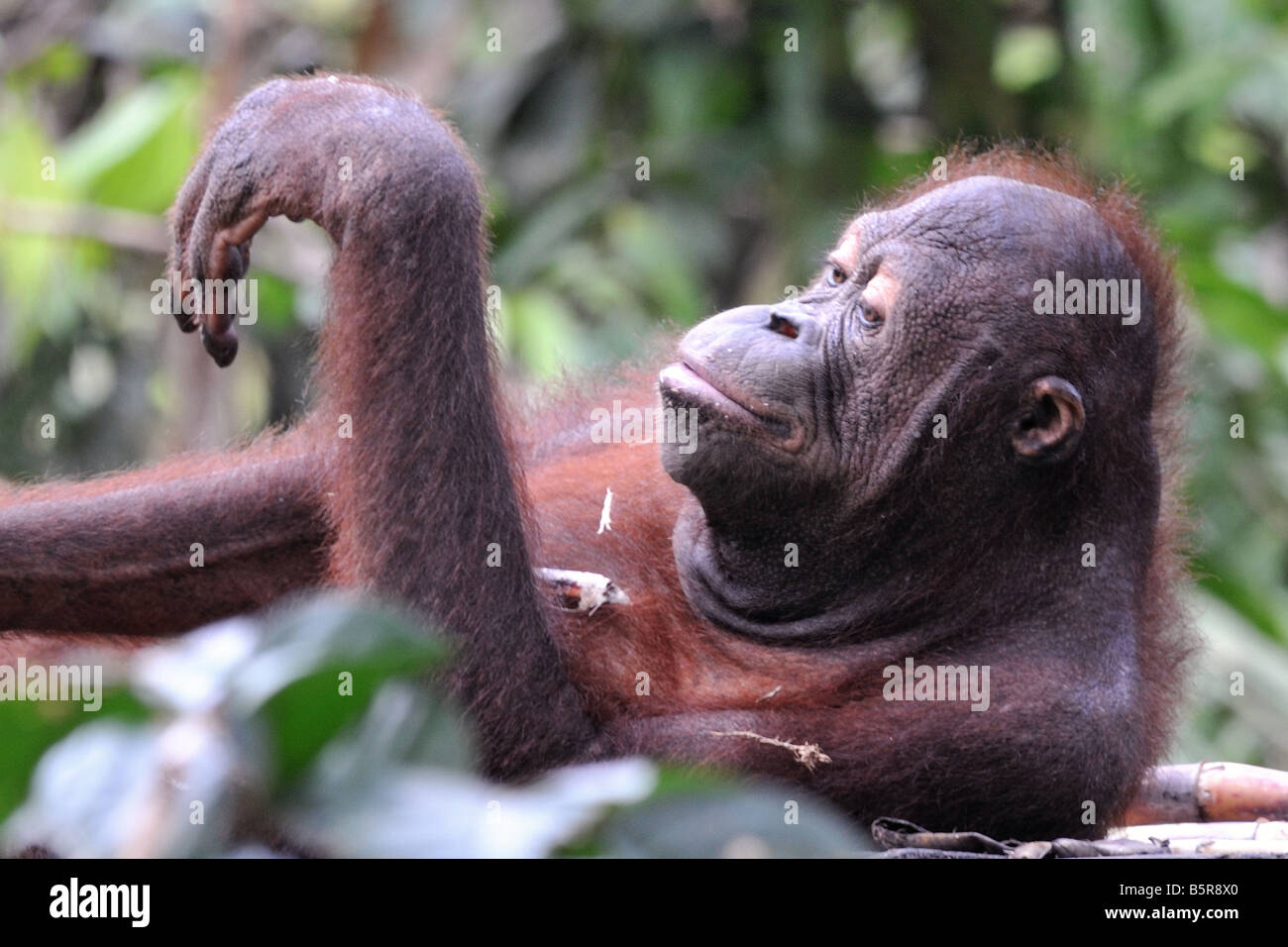 Orang-outan à jouer dans la réserve de Sepilok, Bornéo Banque D'Images