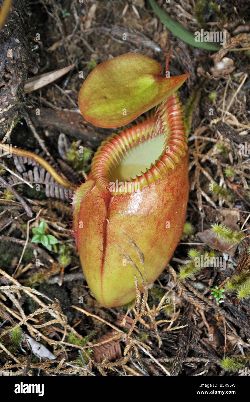 La sarracénie pourpre (Nepenthes kinabaluensis) sur le côté du sentier du sommet, Mountt Parc National de Kinabalu, Sabah, Malaisie Banque D'Images