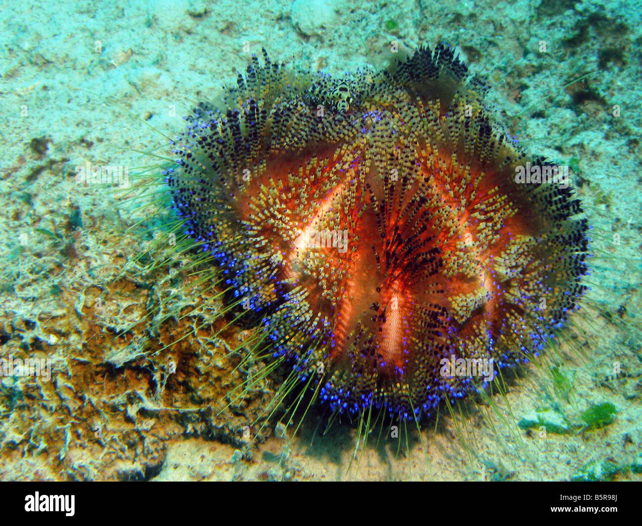Embout bleu Fire urchin Lankayan Island, mer de Sulu, Malaisie Banque D'Images
