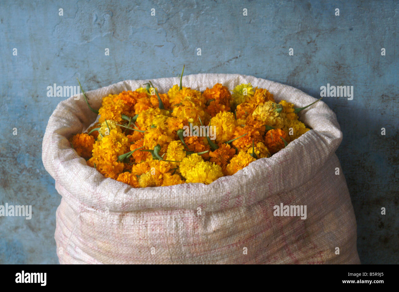 Un sac de soucis au marché aux fleurs à Madurai, Inde. Banque D'Images