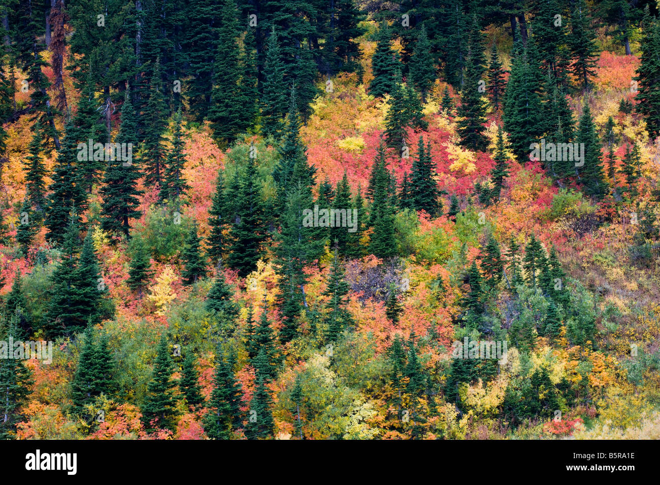 Feuillage d'automne le long de la route 22 ; Wyoming Teton Pass, Wyoming, USA Banque D'Images