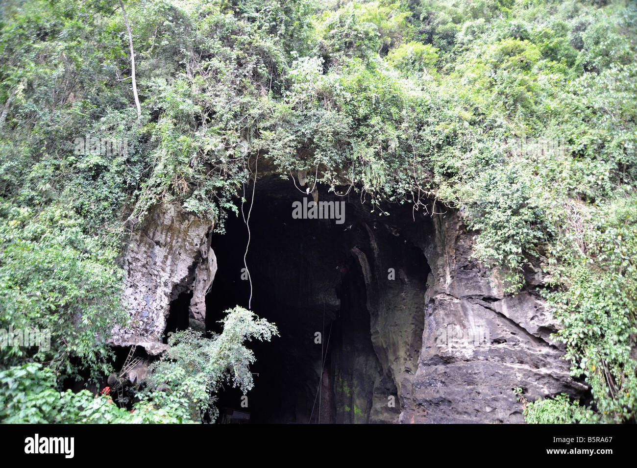 Entrée de la grotte de Gomantong Sabah, Borneo Banque D'Images