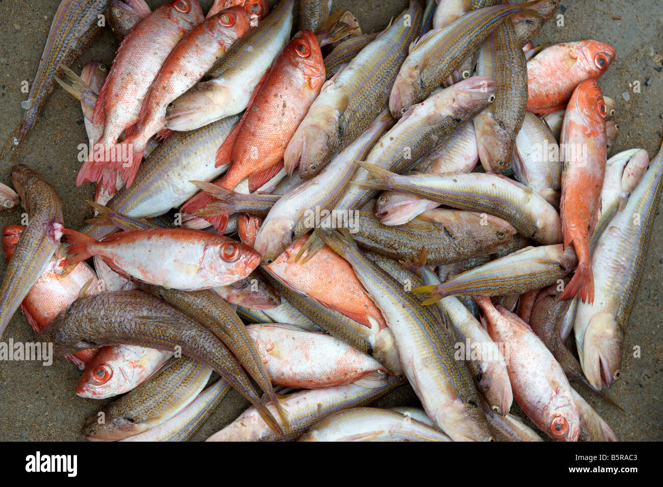Assortiment de poissons dans un marché près de Pondichéry en Inde. Banque D'Images
