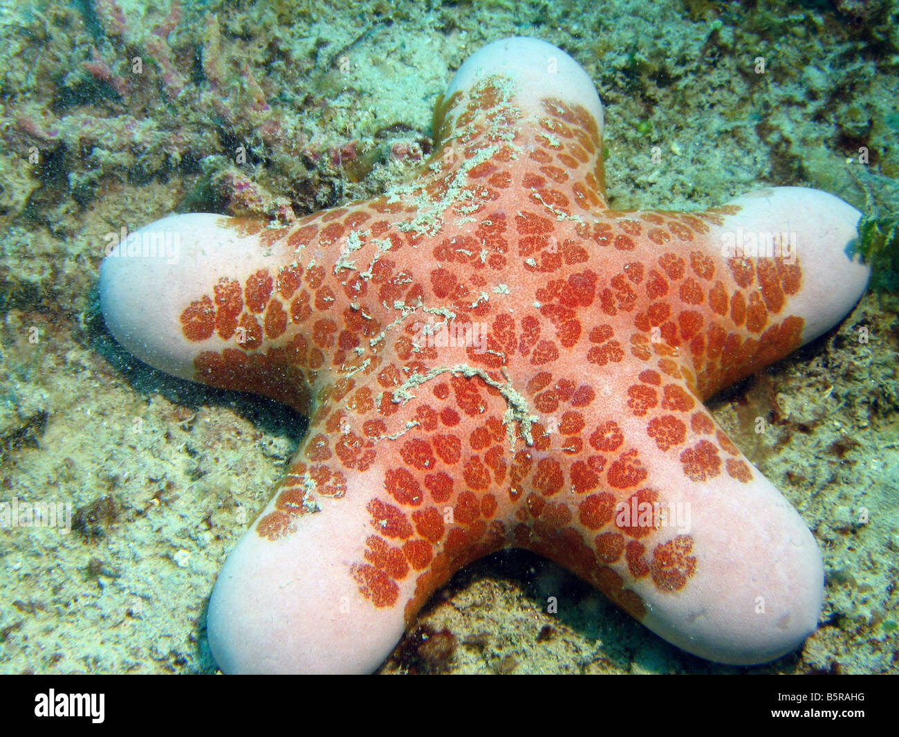 Grosse orange Seastar granulé starfish, Lankayan Island, mer de Sulu, Sabah, Malaisie Banque D'Images