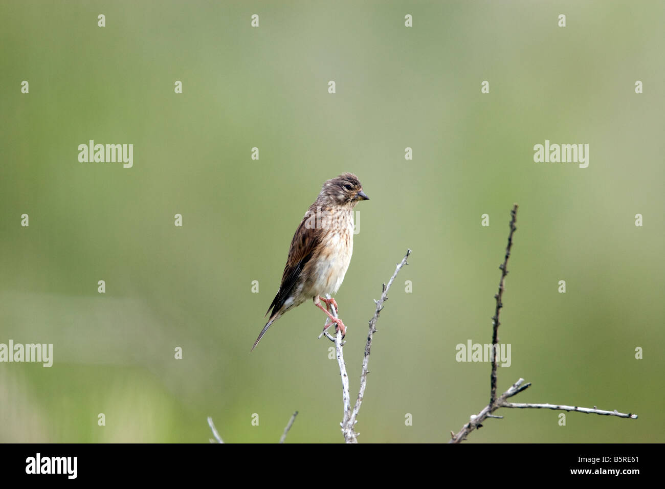 Acanthis cannabina linnet féminin au Pays de Galles, Royaume-Uni Banque D'Images