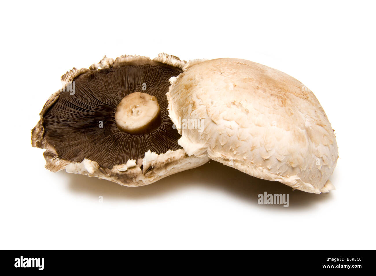 Grande télévision champignons isolé sur un fond blanc studio Banque D'Images