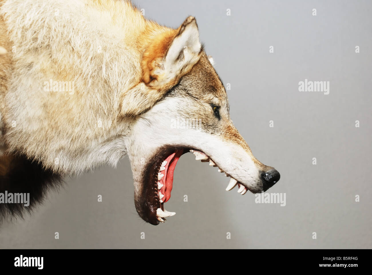Tête de loup farci avec la bouche ouverte contre l'arrière-plan gris Photo  Stock - Alamy