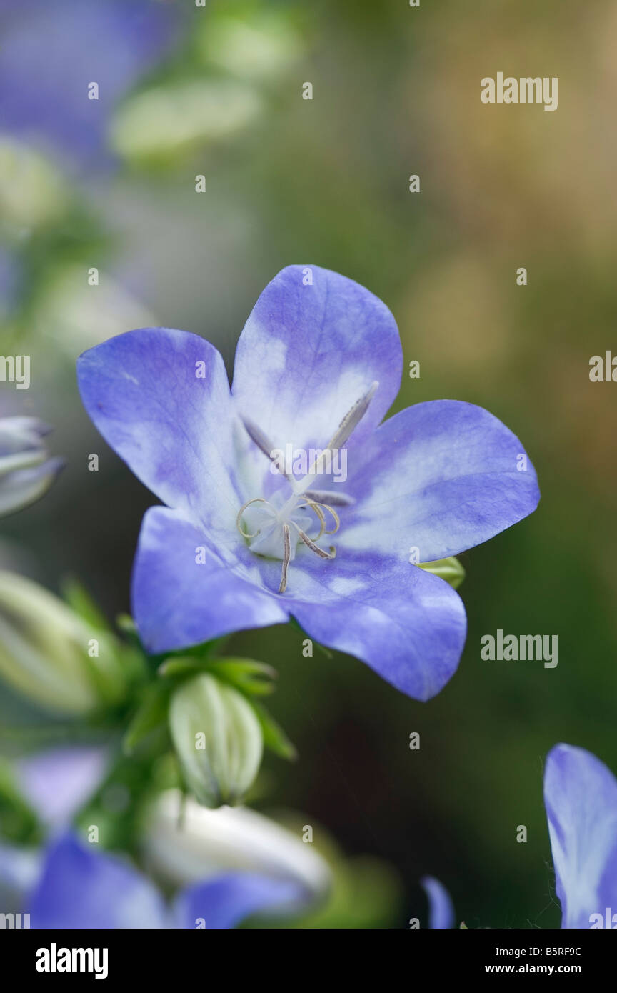 CAMPANULA LATILOBA SPLASH Banque D'Images