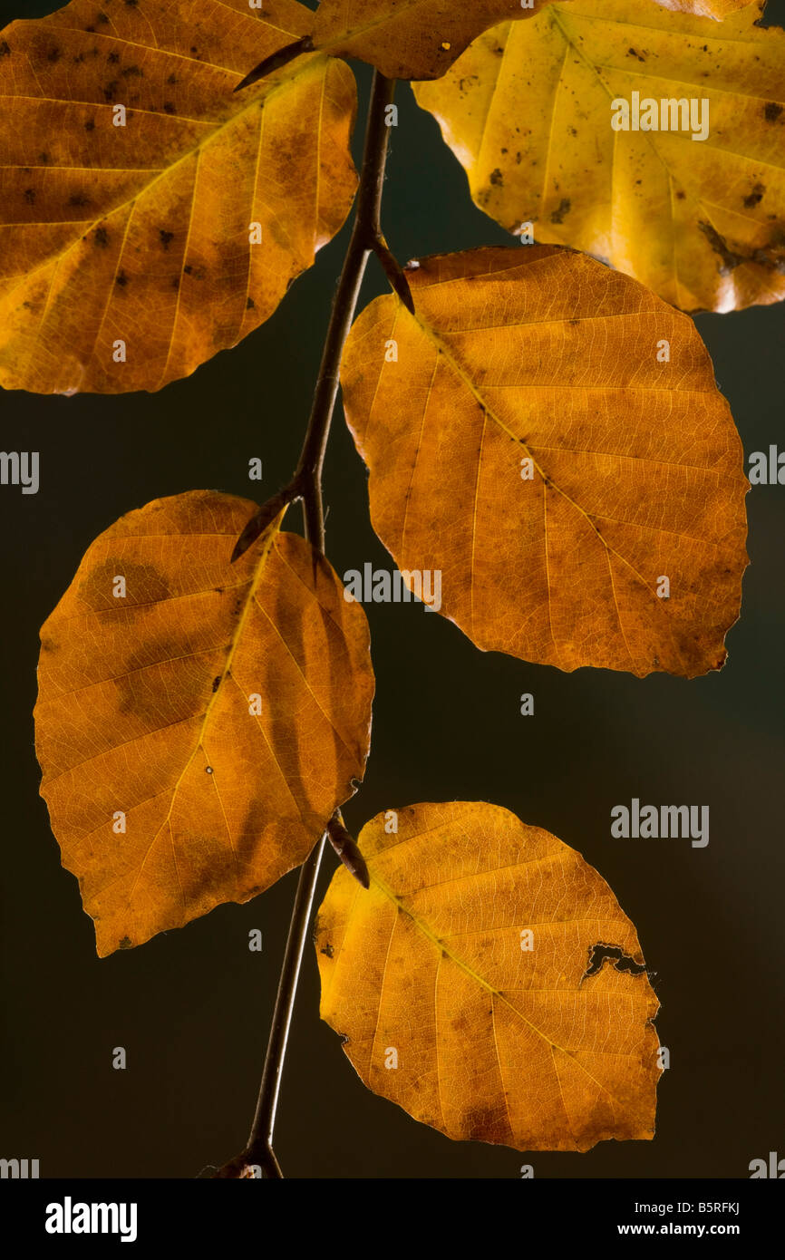 Le feuillage du Hêtre Fagus sylvatica en automne Dorset Banque D'Images