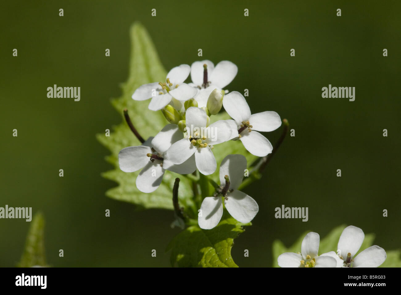 Alliaria petiolata millepertuis plante complètement soufflé de fleurs sauvages Banque D'Images