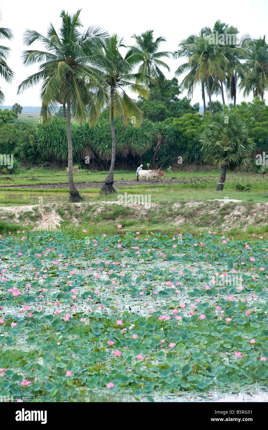 Des fleurs de lotus le long de la route de la côte Est près de Pondichéry en Inde. Banque D'Images