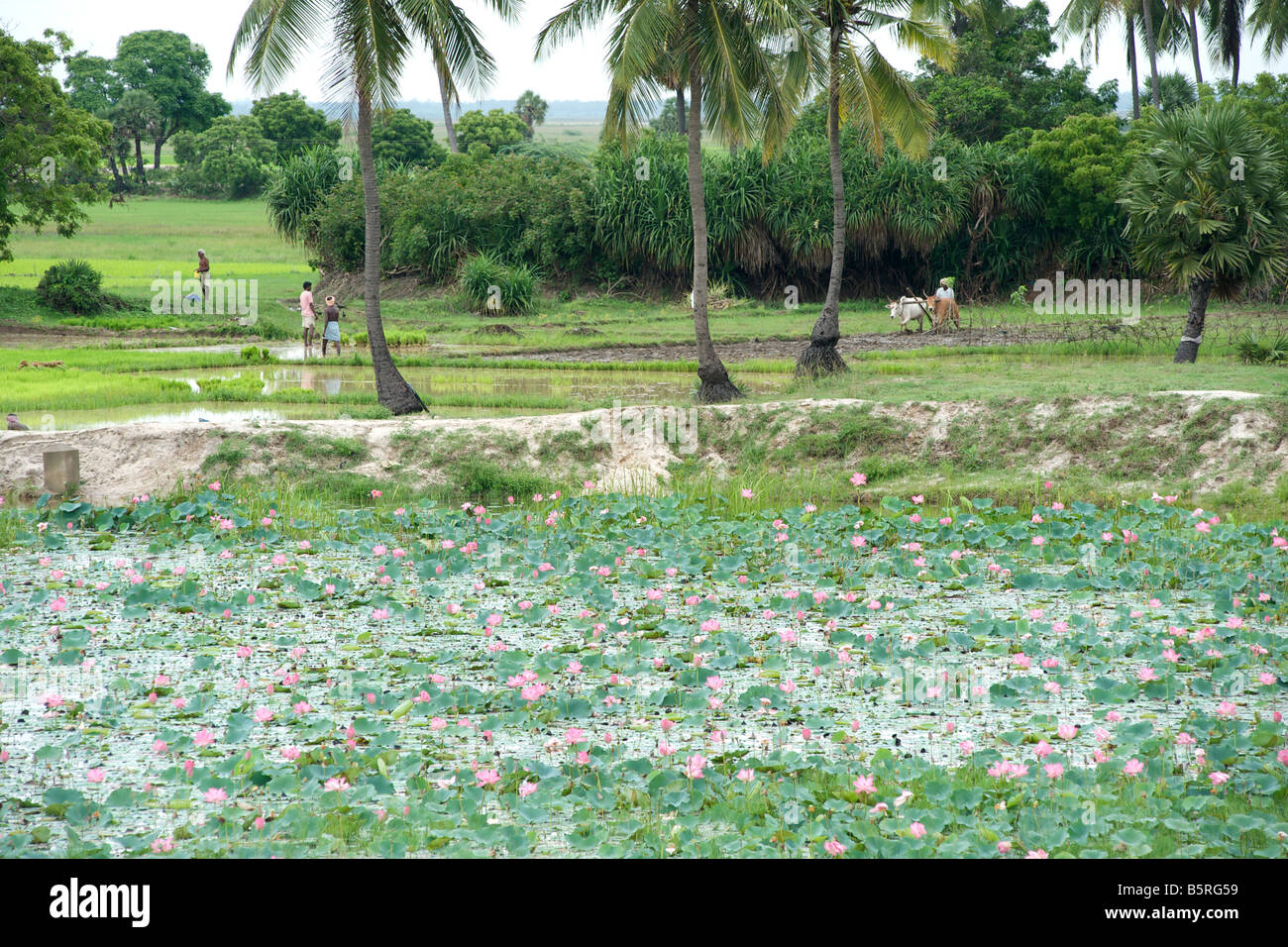 Des fleurs de lotus le long de la route de la côte Est près de Pondichéry en Inde. Banque D'Images