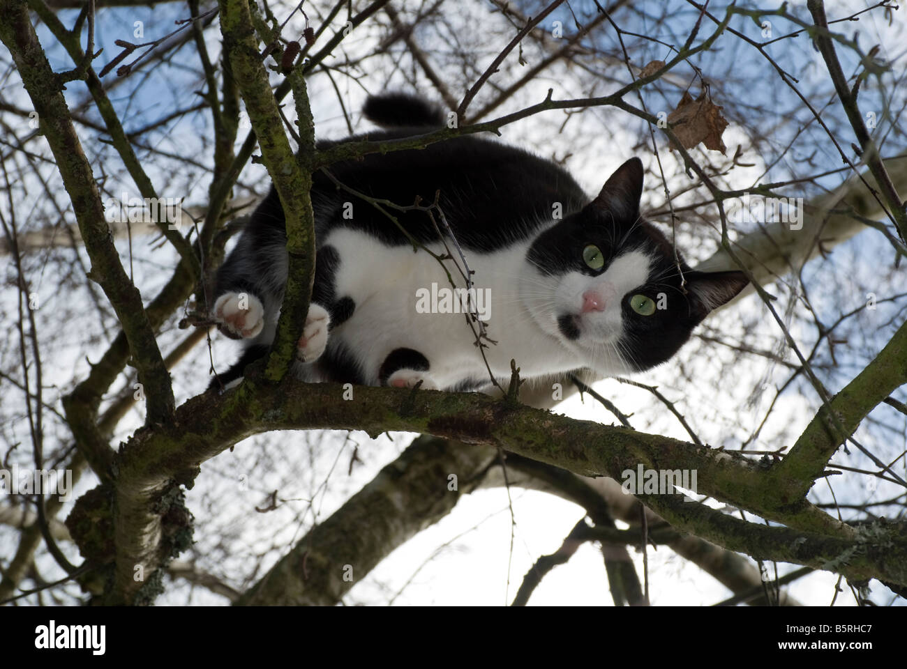 Chat noir et blanc dans l'arbre. Banque D'Images