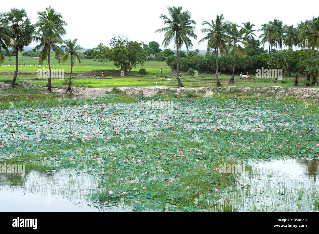 Des fleurs de lotus le long de la route de la côte Est près de Pondichéry en Inde. Banque D'Images