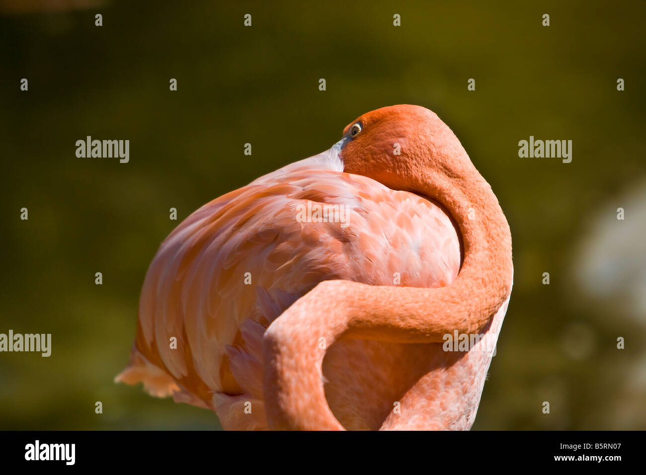 Flamingo, un échassier grégaire dans le genre Phoenicopterus et famille Phoenicopteridae. Banque D'Images