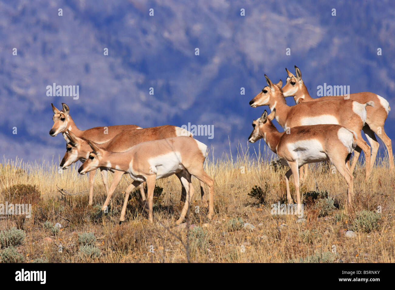 Antilope d'élevage à l'automne, Teton National Park, Wyoming Banque D'Images