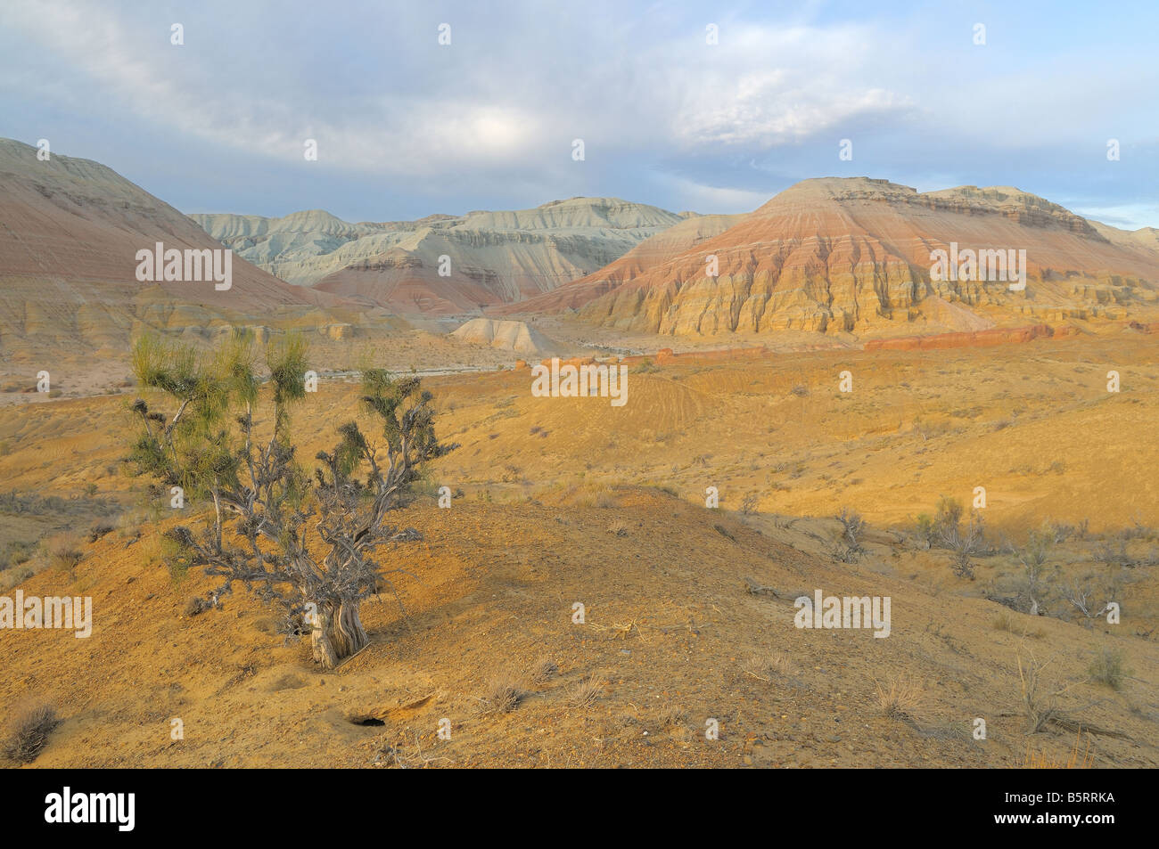 Arbre généalogique Saxaul dans le sud du Kazakhstan. Montagnes d'Aktau, Altyn Emel parc national. Banque D'Images