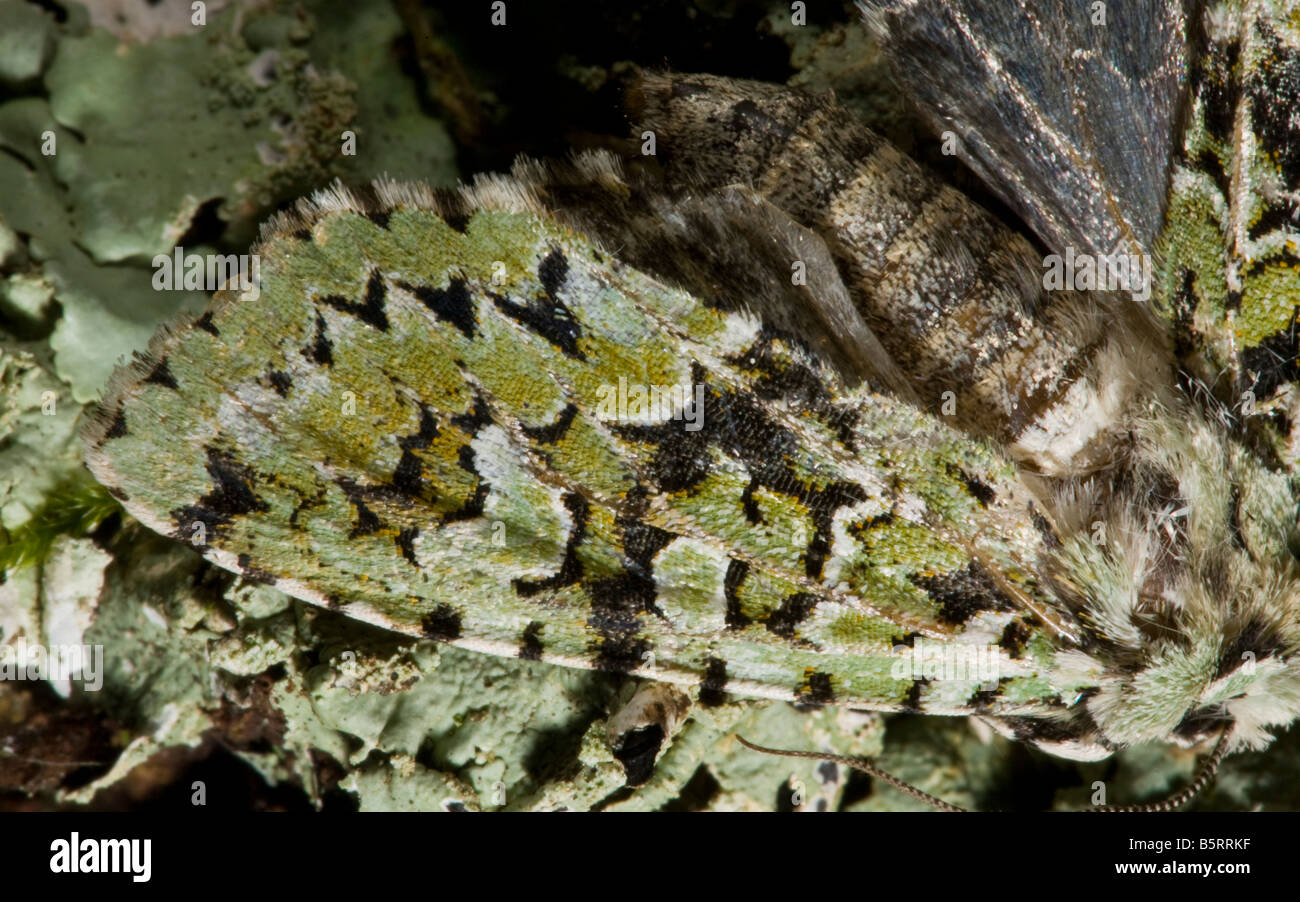 La Merveille du jour espèce Dichonia aprilina camouflées contre les lichens sur tronc d'arbre Dorset Banque D'Images