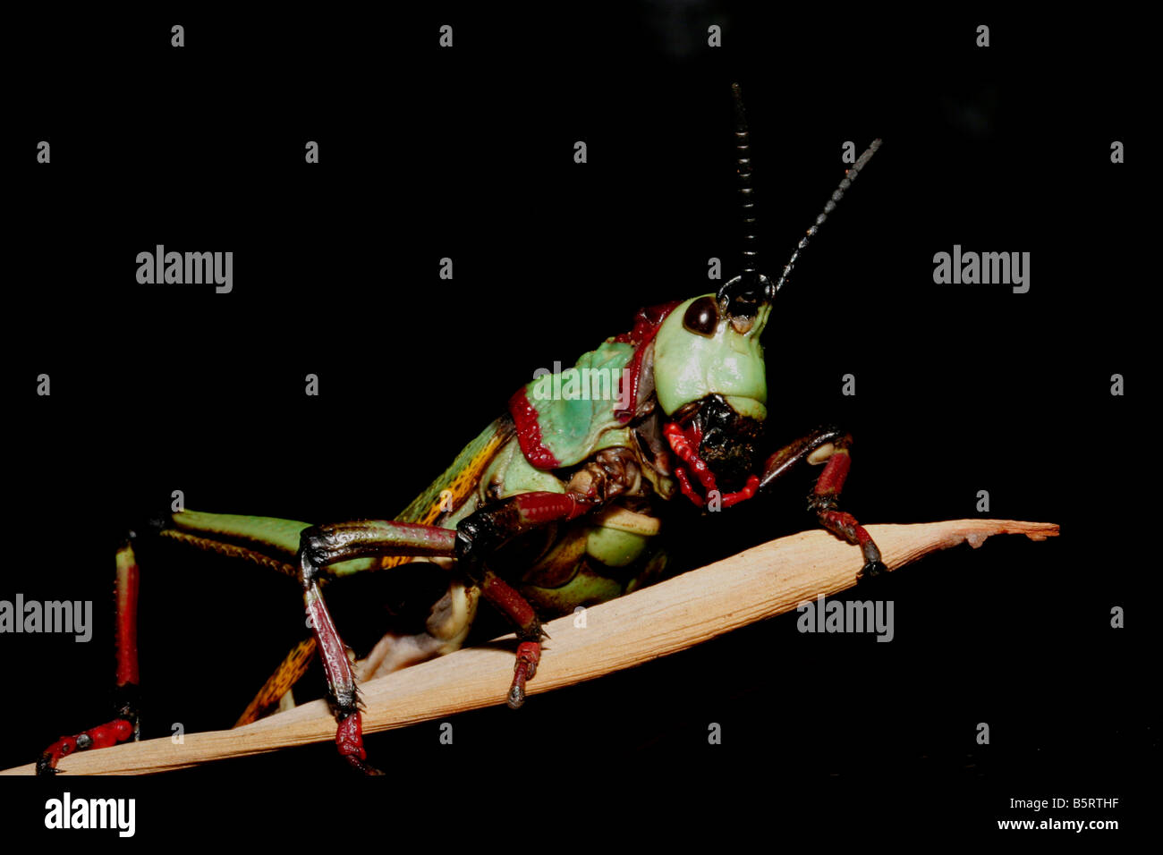 Sauterelle multicolores sur une feuille marron Banque D'Images