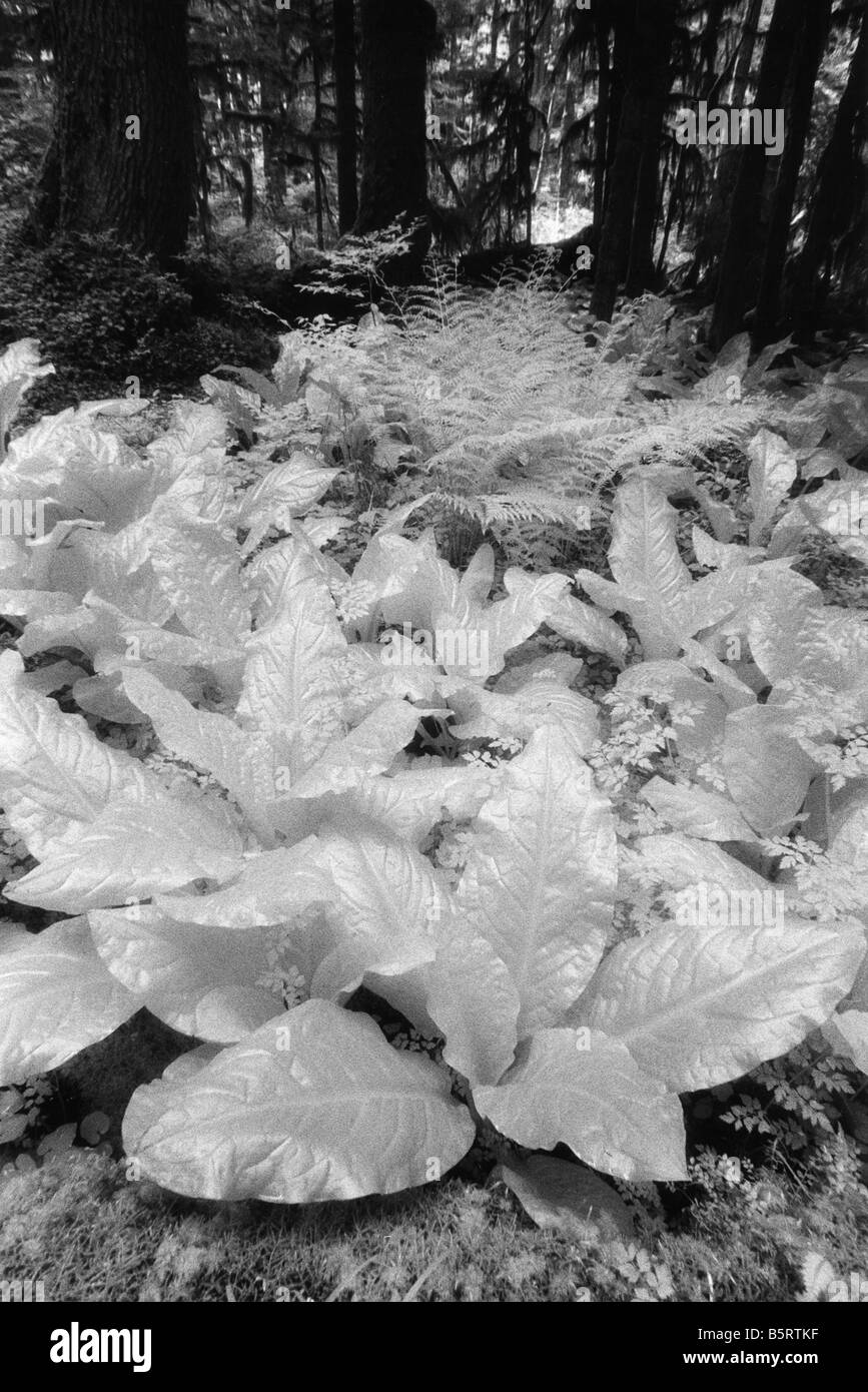 Choux poussant dans les zones humides, les mt. Rainier National Park, Washington, l'infrarouge noir et blanc Banque D'Images
