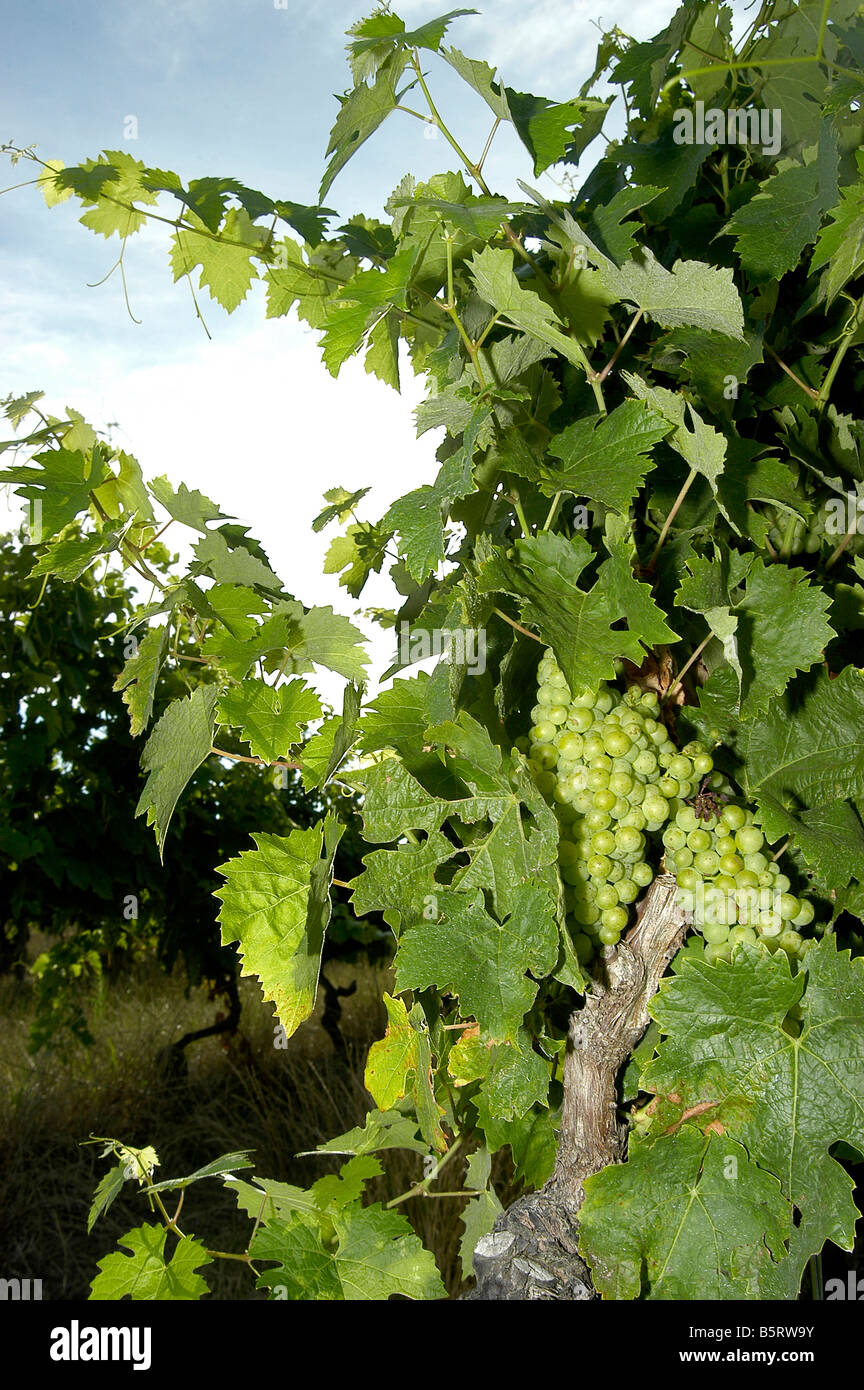 Sur les raisins d'une vigne Banque D'Images