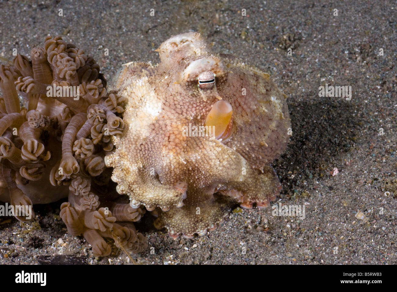 Octopus Octopus marginatus, veiné, Komodo, Indonésie. Banque D'Images
